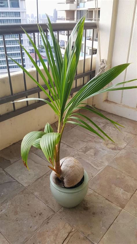 富貴椰子盆栽 安灶